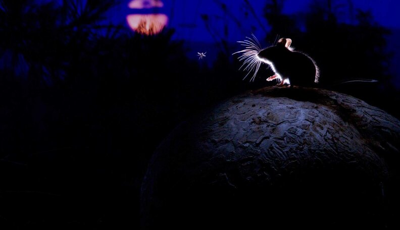 Moonlight and Mouse - The Dodo