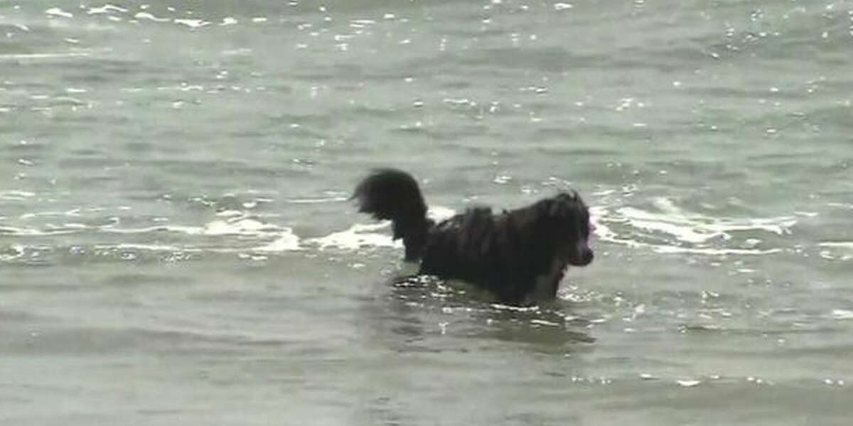 Hero Dog Saves 2 Swimmers From Drowning In 'Jaw-Dropping' Rescue - The Dodo