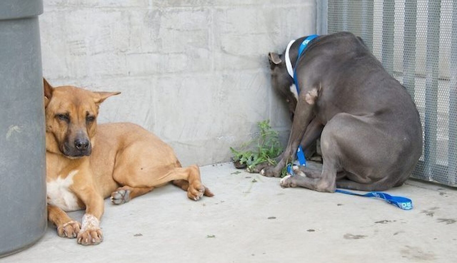 Photo Shows Dog Heartbroken After Being Left At Shelter The Dodo
