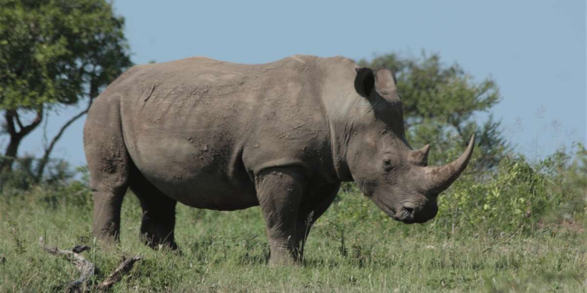 Protecting Rhinos From Threat - The Dodo