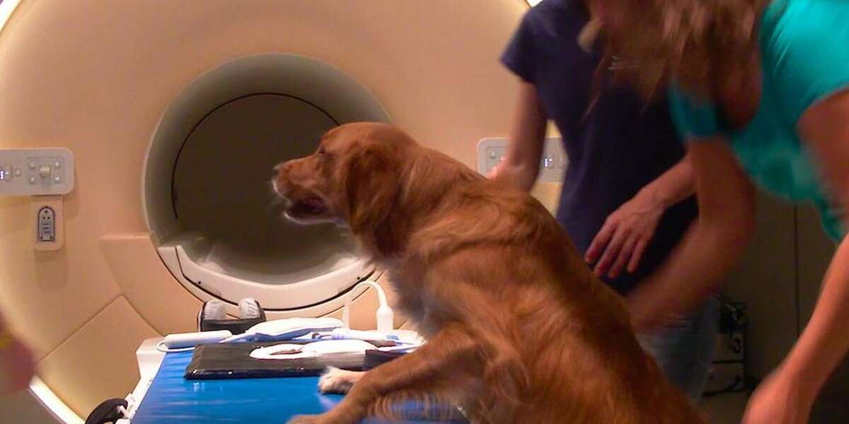 New Study Shows Dogs Understand What We Say And How We Say It The Dodo