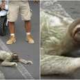 Sloth Is Definitely Not Sorry He's Making Everyone Late For Work