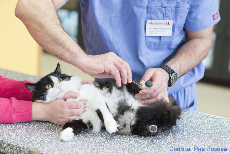 Pooh the cat getting fitted with his artificial legs