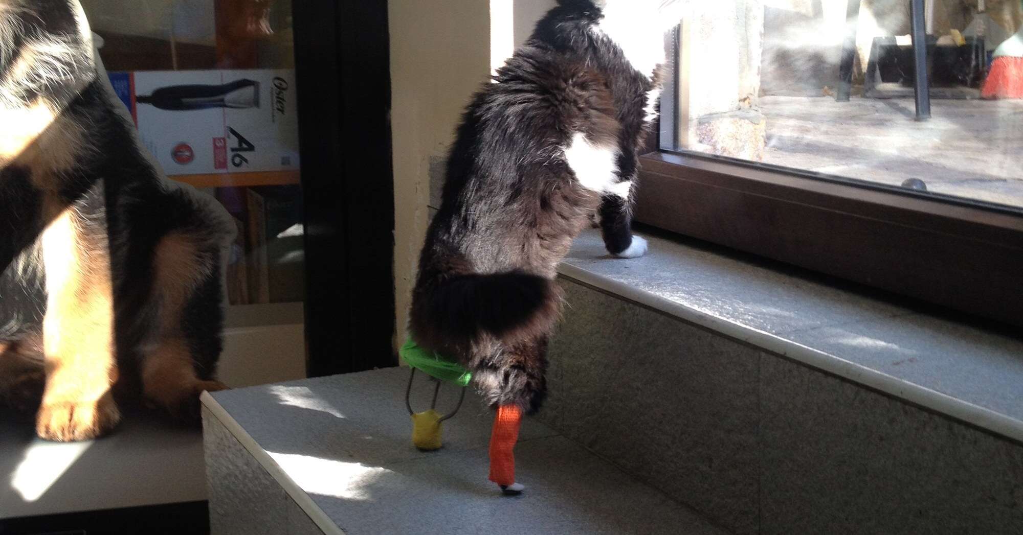 Pooh the cat with his new peg legs