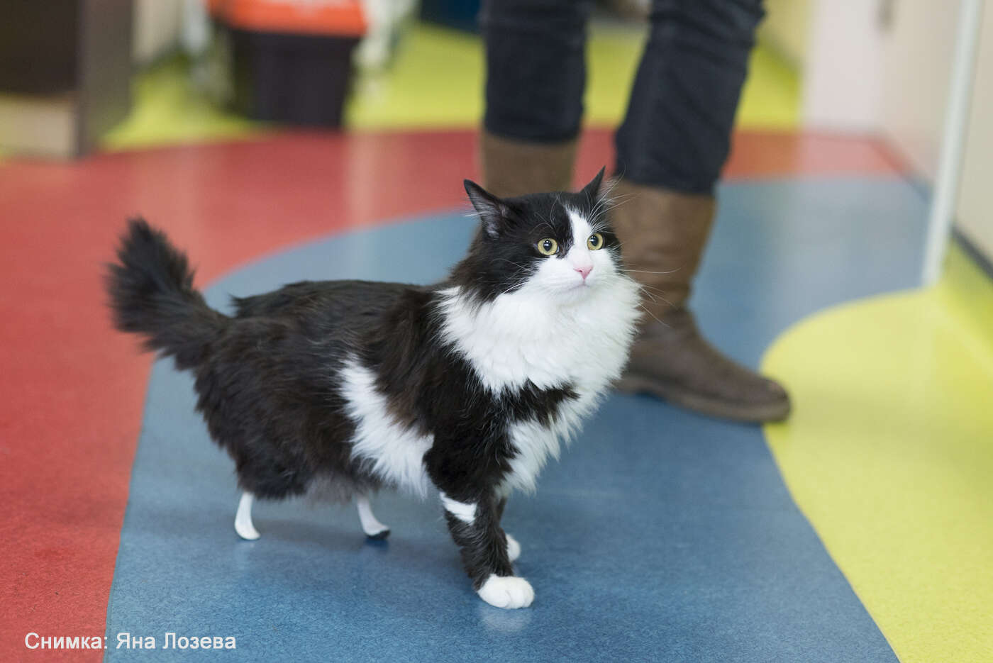 Pooh the cat with his new peg legs