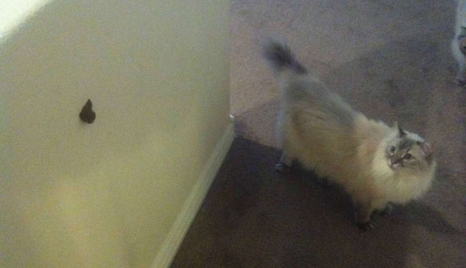 13 Cats Who Definitely Don't Regret Being Jerks The Dodo