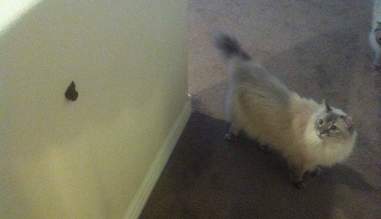 13 Cats Who Definitely Don T Regret Being Jerks The Dodo