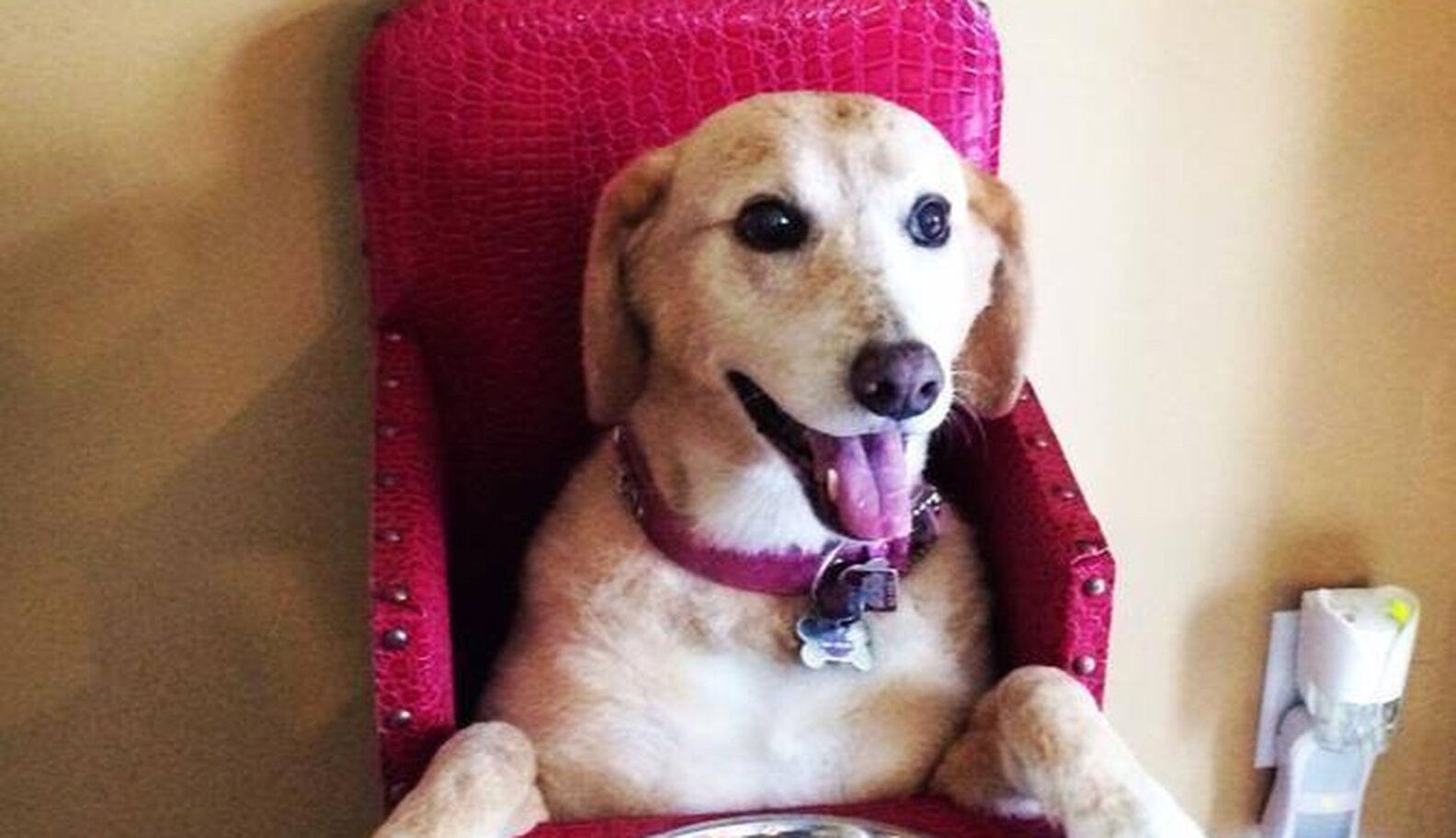 This Special Chair Is Saving The Lives Of Hundreds Of Dogs The Dodo