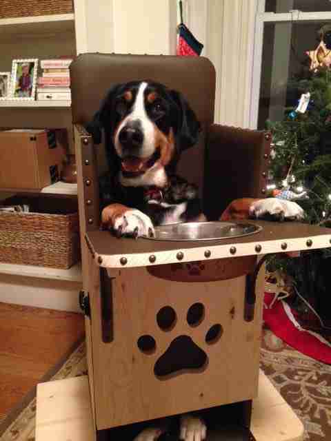 This Special Chair Is Saving The Lives Of Hundreds Of Dogs The Dodo