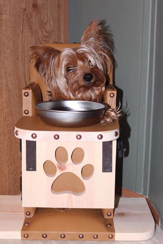 This Special Chair Is Saving The Lives Of Hundreds Of Dogs The Dodo