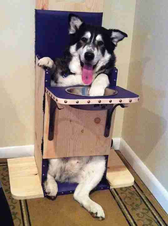 This Special Chair Is Saving The Lives Of Hundreds Of Dogs