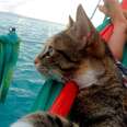 Cat Rescued From Abandoned House Now Sails Around The World