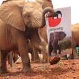 How We Can Save Elephants Right Now