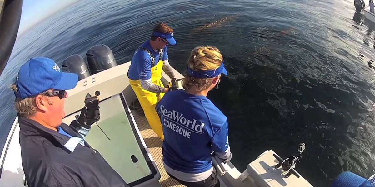 First of Its Kind Shark Rescue and Return | SeaWorld® San Diego - The Dodo