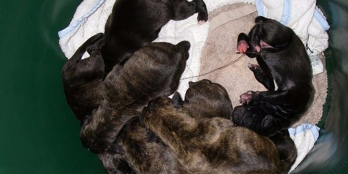 RSPCA appeals for information about dumped puppies - The Dodo