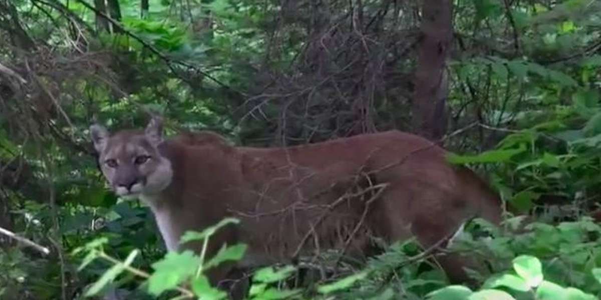 Mountain Lion Has Incredible Standoff With Lone Hiker - The Dodo