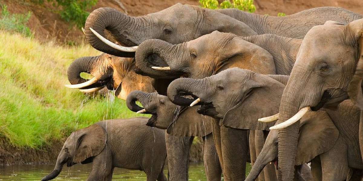 FINALLY: The U.S. Bans The Sale Of Elephant Ivory - The Dodo