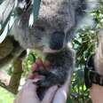 Koala Shows Up With A Surprise For The People Who Saved Her Life Years Ago