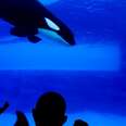 SeaWorld Threatens Whistleblower, Then Denies Threat