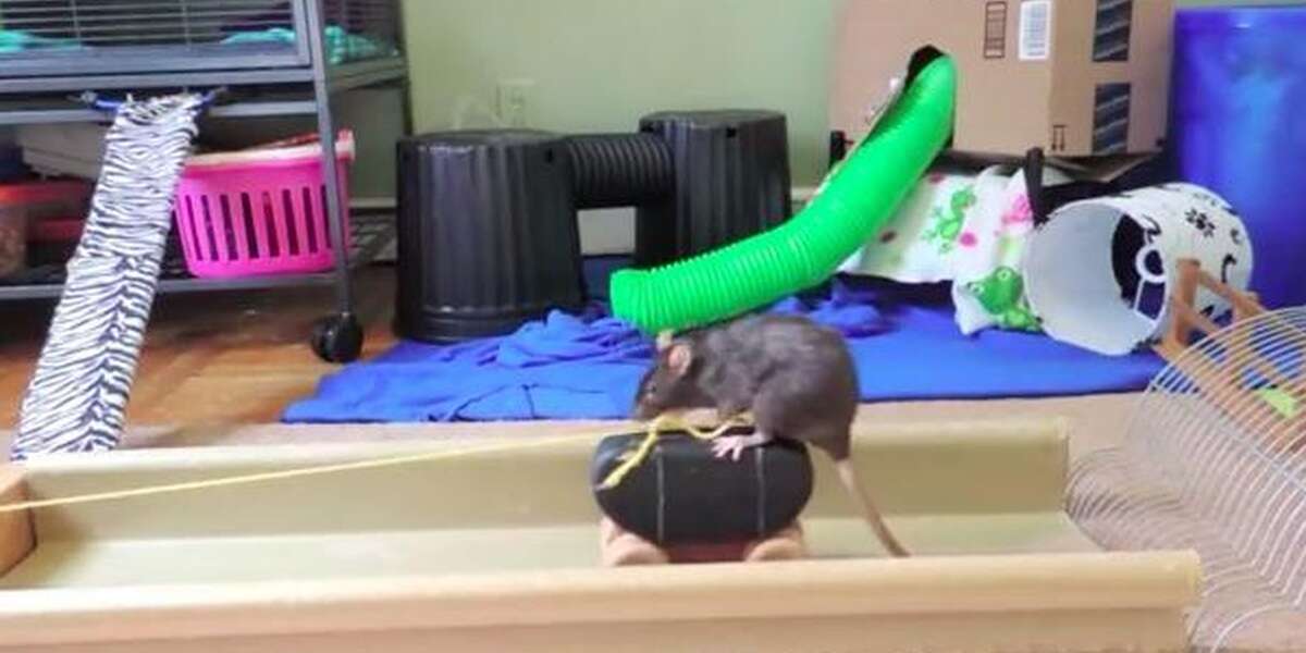 Brilliant Rat Completes Obstacle Course That Would Puzzle Any Dog - The ...