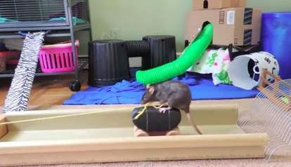 Brilliant Rat Completes Obstacle Course That Would Puzzle Any Dog - The ...