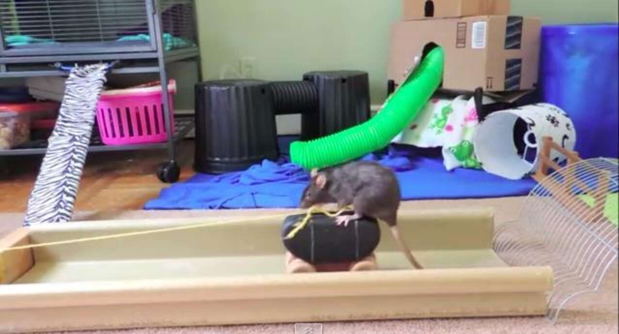 Brilliant Rat Completes Obstacle Course That Would Puzzle Any Dog - The ...