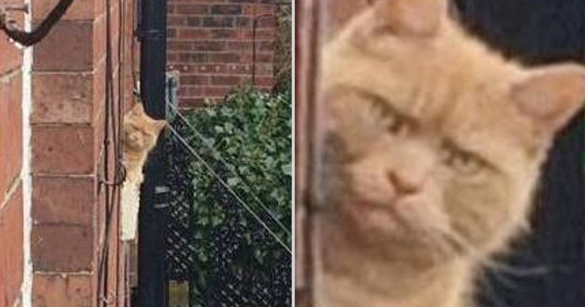 Angry Cat Glaring at Owner's House Guest Has Internet in Hysterics