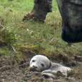 Harbour seal pup rescued from a field full of cows