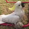 Cockatoo Stuck In Net Gets Hand From Kind Strangers