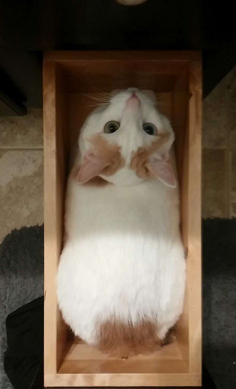 14 Cats Who Found The Perfect Drawer - The Dodo