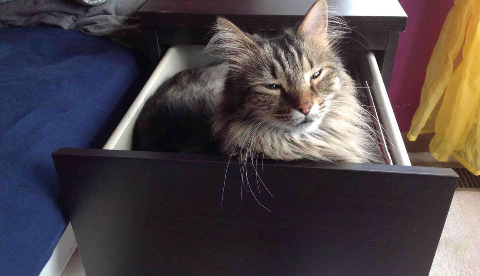 14 Cats Who Found The Perfect Drawer The Dodo