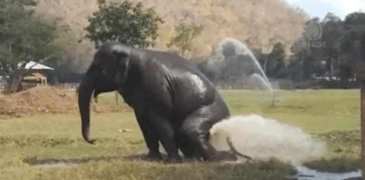 Elephant Keeps Breaking Sprinkler So She Can Play In The Water - The Dodo