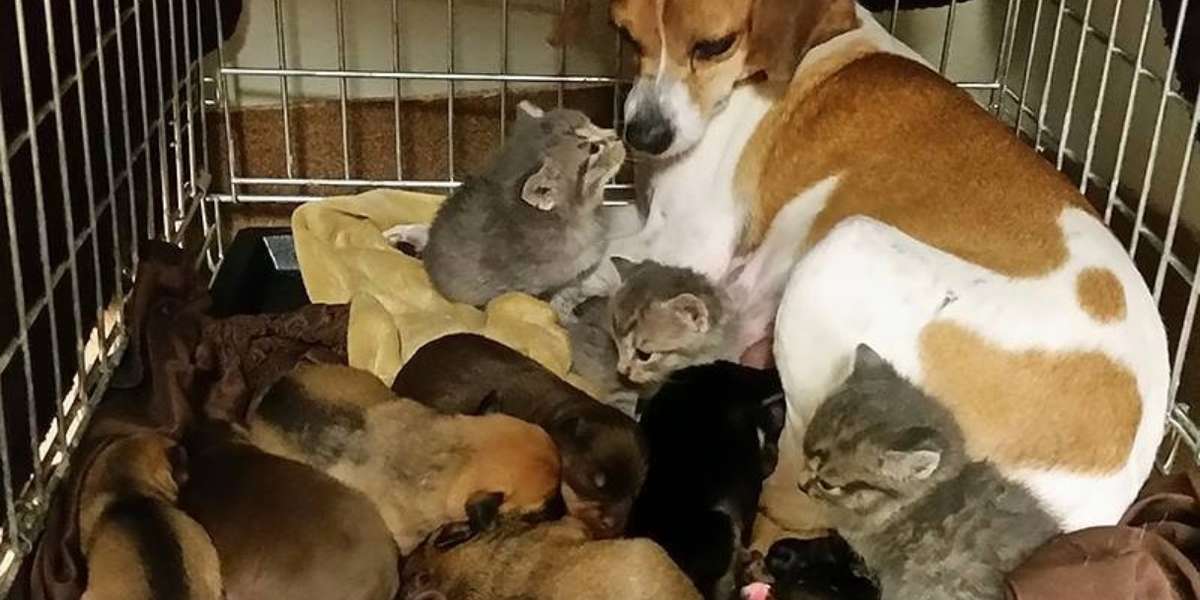 beagle kitten