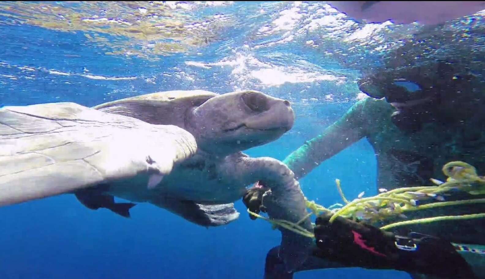 Sea Turtle Freed From Rope By Diver Swims Back To Thank His Rescuer ...