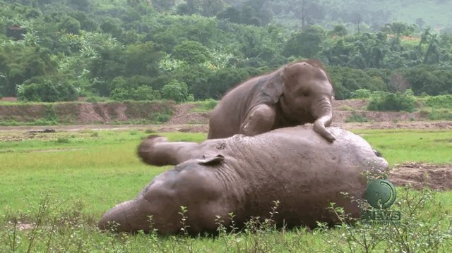 Snoring elephant. Слоник gif. Игра "слон".