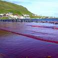 faroe whales group petition gone viral!