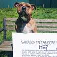 World's Loneliest Dog Lands Dream Role In New Movie