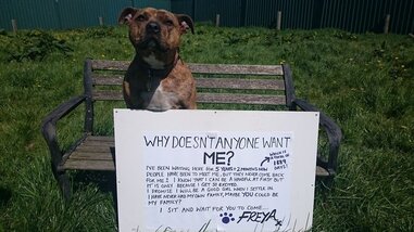 freshfield animal rescue cats