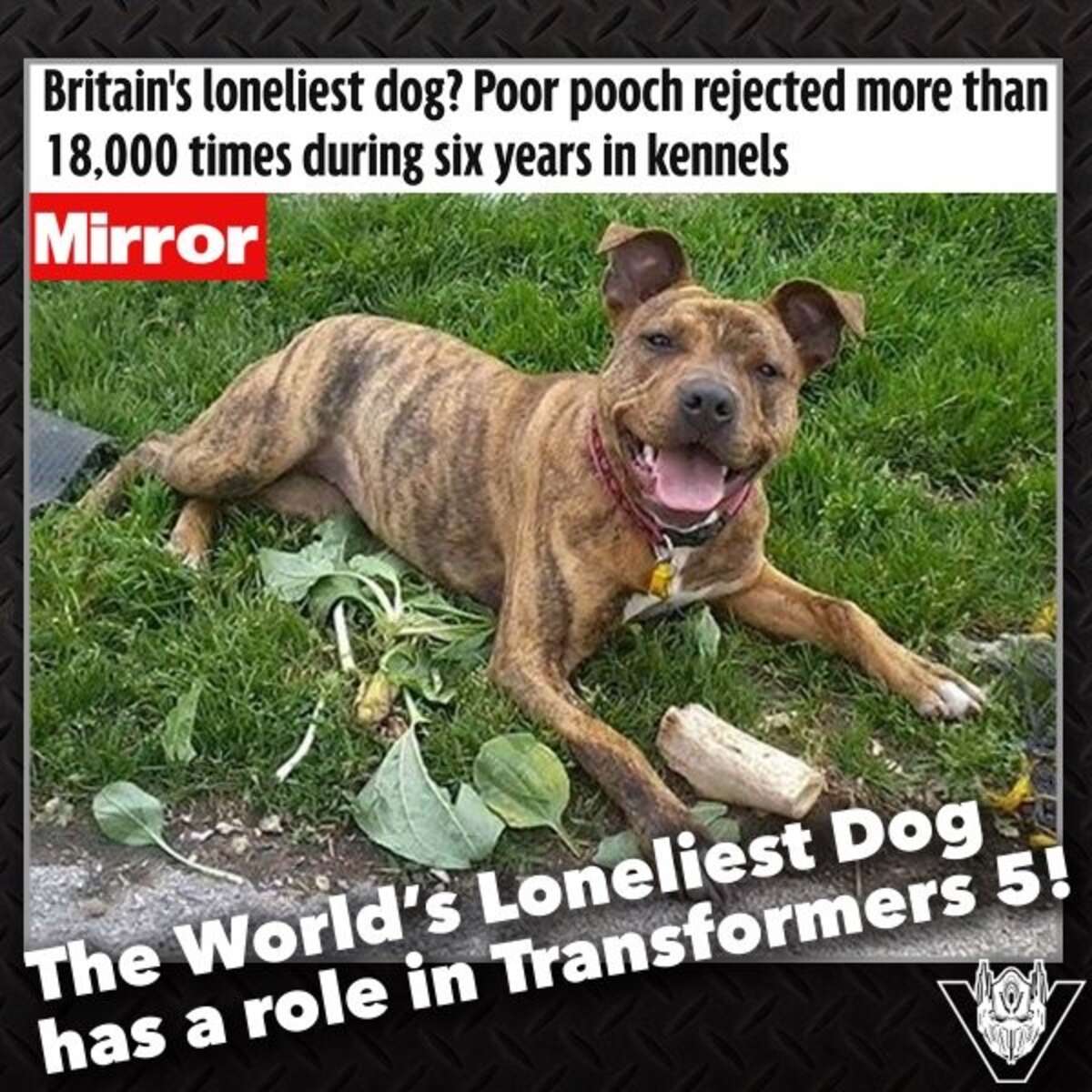 World's Loneliest Dog Lands Dream Role In New Movie - The Dodo