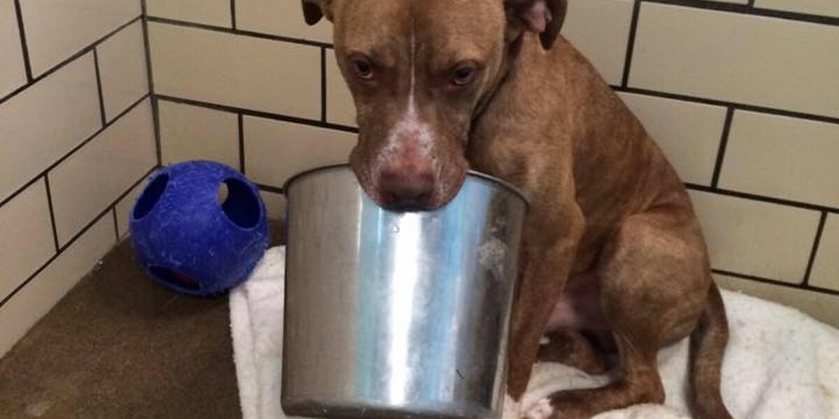 Lonely Shelter Dog Has Only One Friend In The World — His Bucket - The Dodo