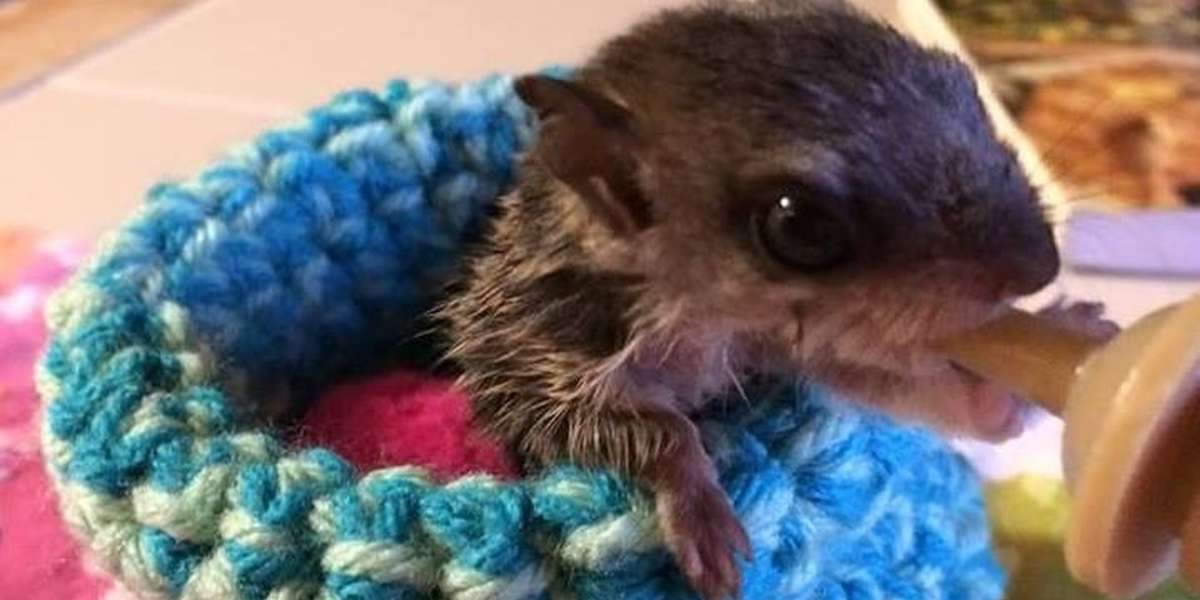 People Are Knitting Cozy Little Nests For Rescued Baby Animals - The Dodo