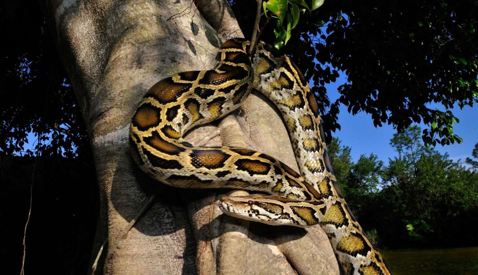 Time To Tighten Grip On Constricting Snake Imports - The Dodo