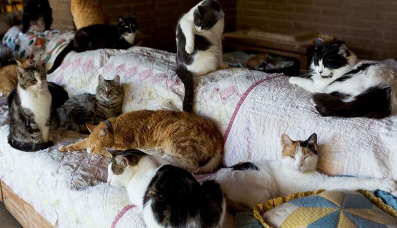 Largest cat deals sanctuary