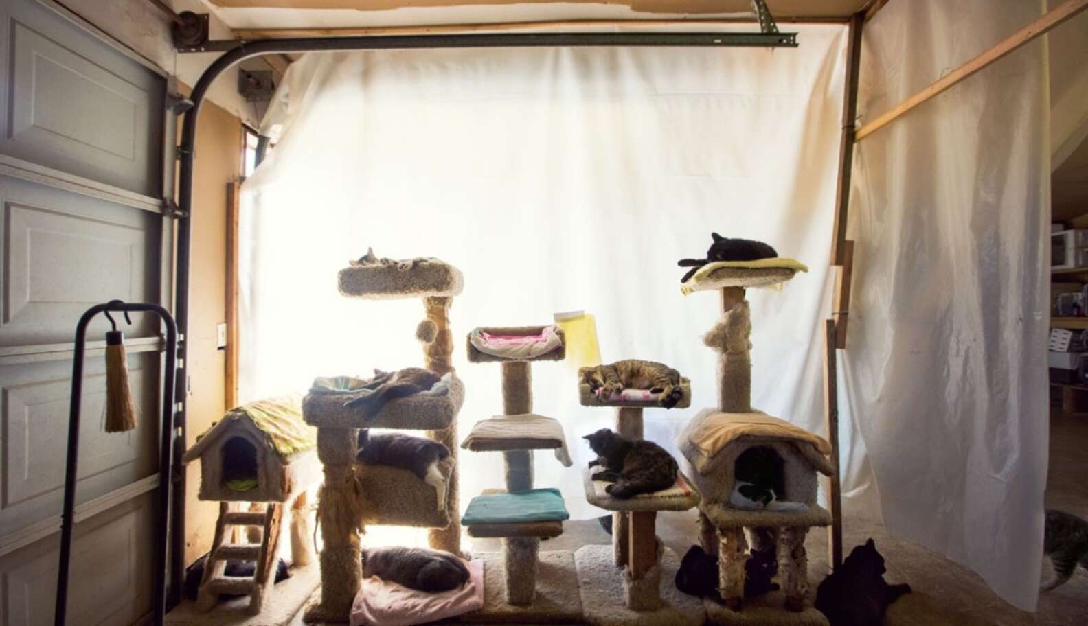 One Big House Full Of 700 Cats - The Dodo