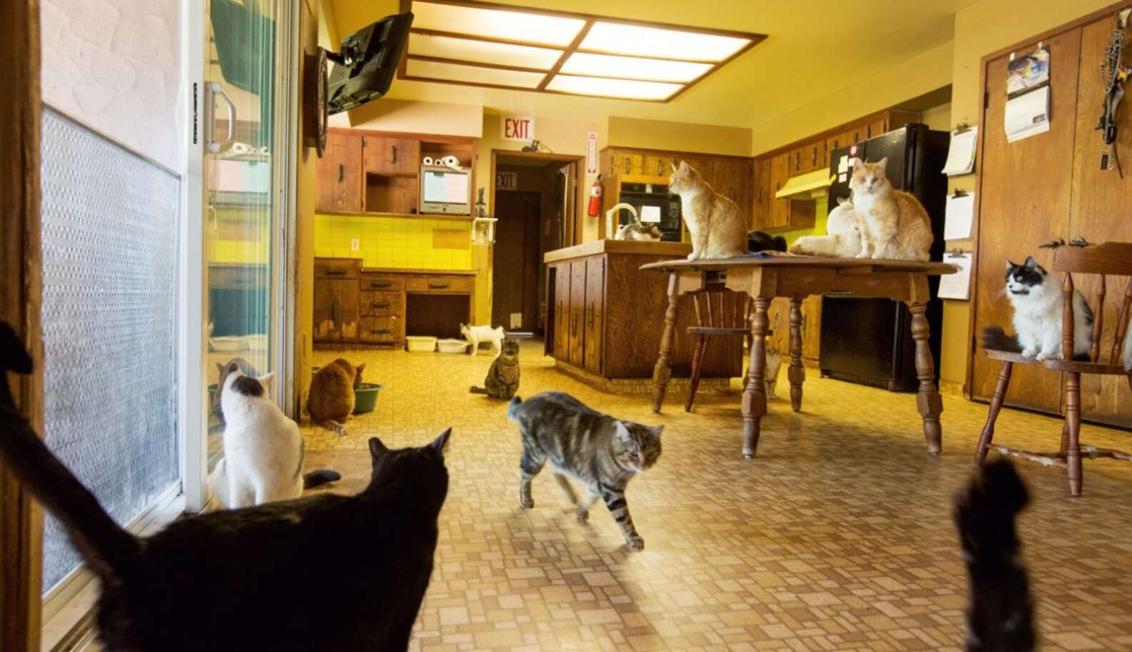 Приют кошечек. Приют для кошек Кэт Хаус в Калифорнии. Приют котик, Химки. Приют для кошек. Дом для кошки.
