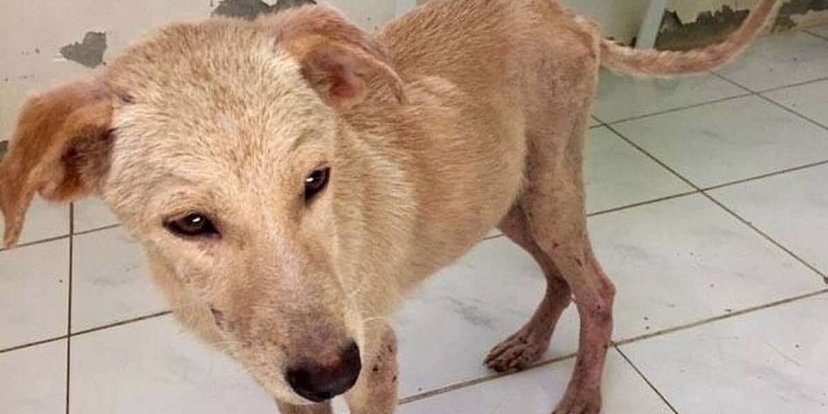 Friendly Dog Found Tied To A Rock In The Ocean - The Dodo