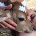 Woman Makes A Promise To Calves She Rescued From A Medical Lab