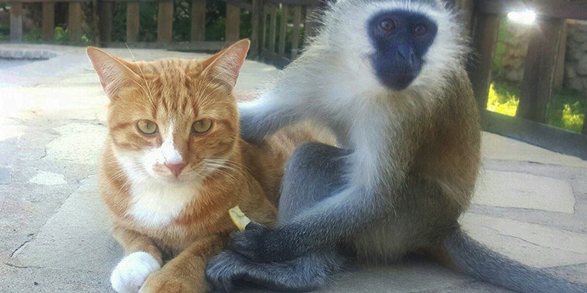Rescued Monkey Makes Friends With Everyone He Meets - The Dodo