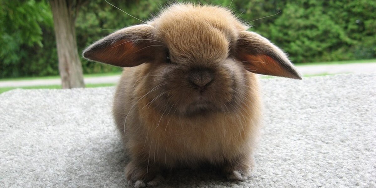 15 Fuzzy Animals Who Would Like To Thank You For Going Cruelty Free ...