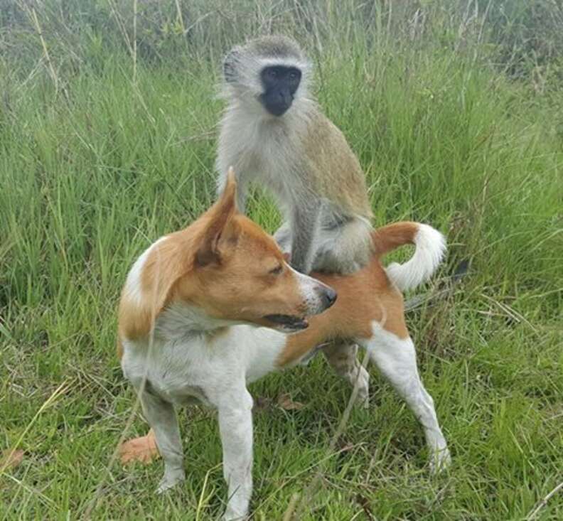 Vervet monkey sitting on top of a dog